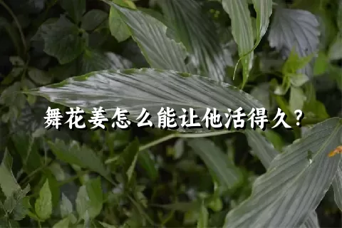 舞花姜怎么能让他活得久？