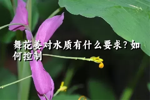 舞花姜对水质有什么要求？如何控制