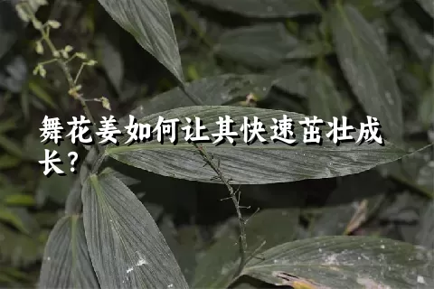 舞花姜如何让其快速茁壮成长？