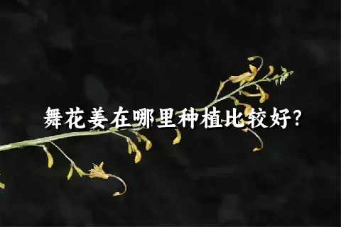 舞花姜在哪里种植比较好？