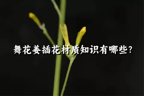 舞花姜插花材质知识有哪些？