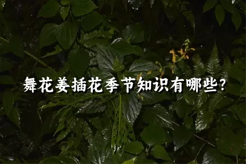 舞花姜插花季节知识有哪些？