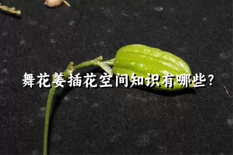 舞花姜插花空间知识有哪些？