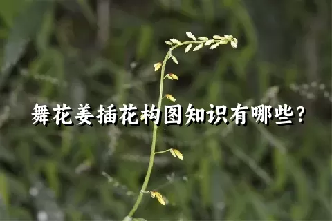 舞花姜插花构图知识有哪些？