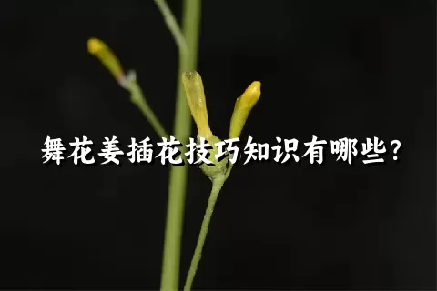 舞花姜插花技巧知识有哪些？