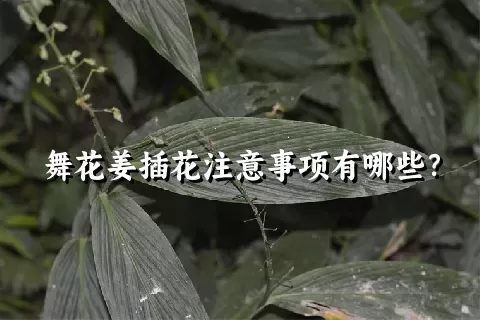 舞花姜插花注意事项有哪些？