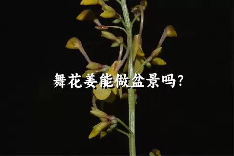 舞花姜能做盆景吗？