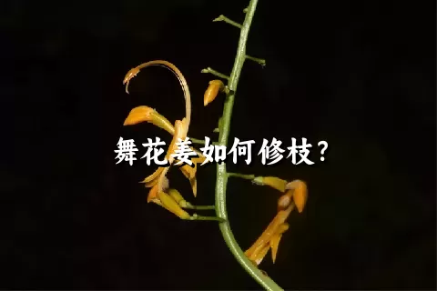 舞花姜如何修枝？