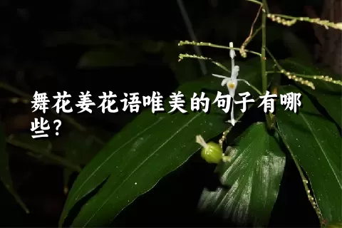 舞花姜花语唯美的句子有哪些？