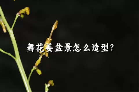 舞花姜盆景怎么造型？