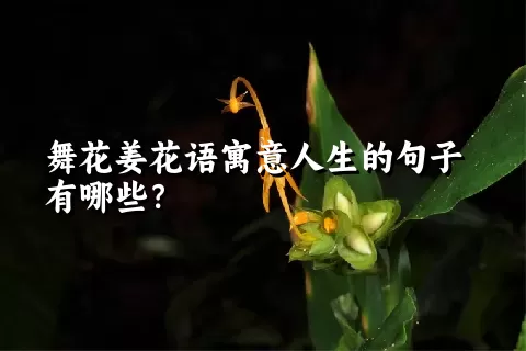 舞花姜花语寓意人生的句子有哪些？