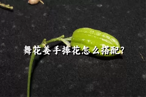 舞花姜手捧花怎么搭配？