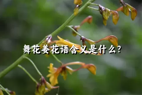 舞花姜花语含义是什么？