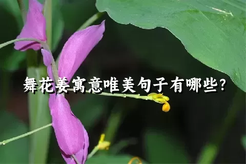 舞花姜寓意唯美句子有哪些？