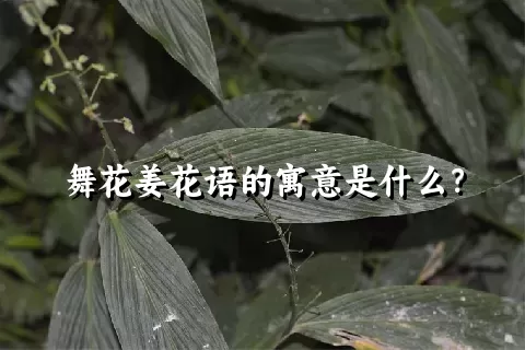 舞花姜花语的寓意是什么？