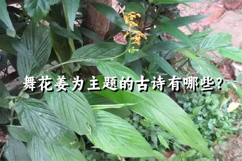 舞花姜为主题的古诗有哪些？