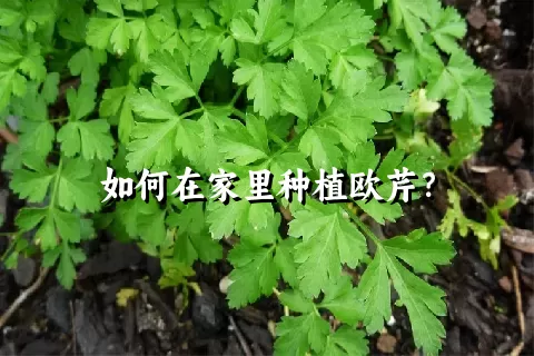 如何在家里种植欧芹？