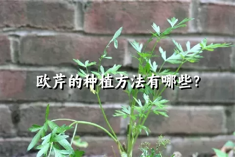 欧芹的种植方法有哪些？