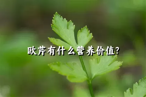 欧芹有什么营养价值？