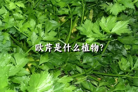 欧芹是什么植物？