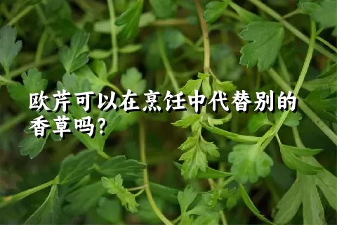 欧芹可以在烹饪中代替别的香草吗？