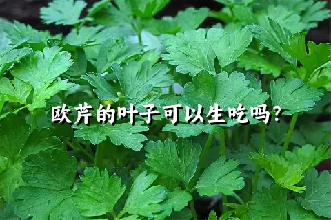 欧芹的叶子可以生吃吗？