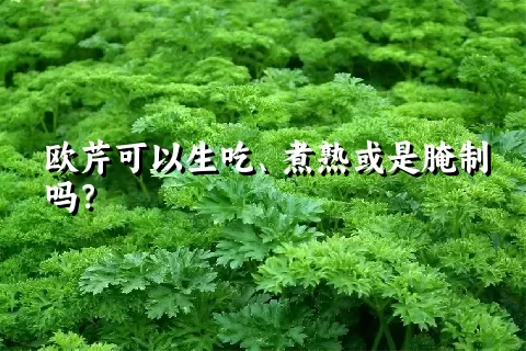 欧芹可以生吃、煮熟或是腌制吗？