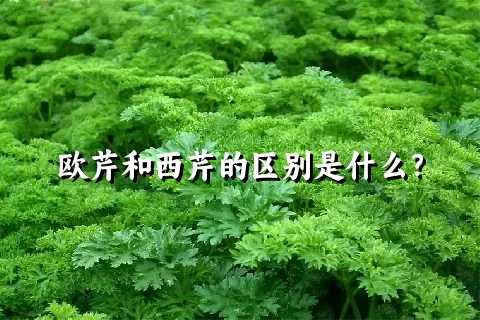 欧芹和西芹的区别是什么？