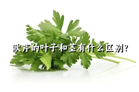 欧芹的叶子和茎有什么区别？