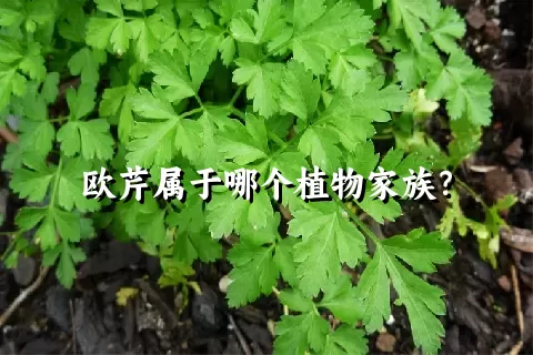 欧芹属于哪个植物家族？