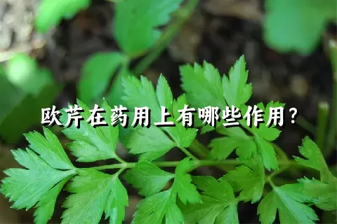 欧芹在药用上有哪些作用？