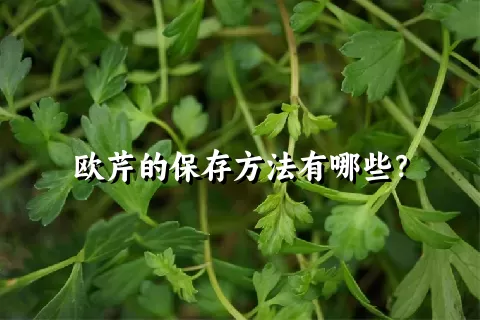 欧芹的保存方法有哪些？