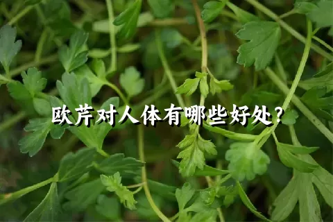 欧芹对人体有哪些好处？