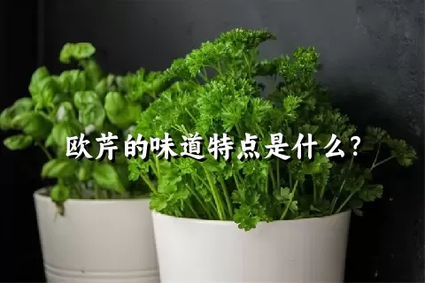 欧芹的味道特点是什么？