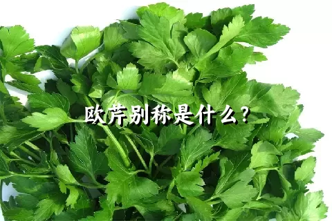 欧芹别称是什么？