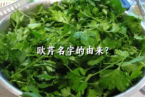 欧芹名字的由来？