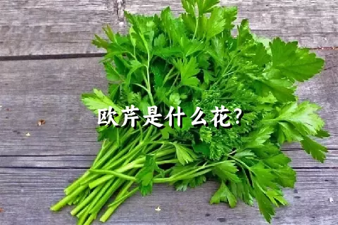 欧芹是什么花？