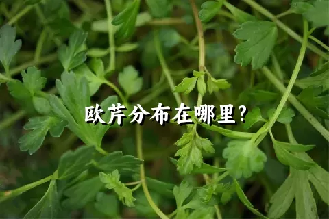 欧芹分布在哪里?