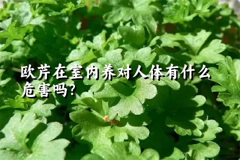 欧芹在室内养对人体有什么危害吗？