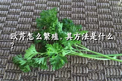 欧芹怎么繁殖，其方法是什么？