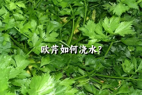 欧芹如何浇水？