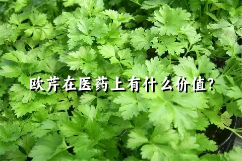 欧芹在医药上有什么价值？