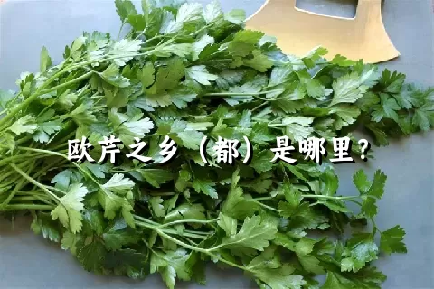 欧芹之乡（都）是哪里？