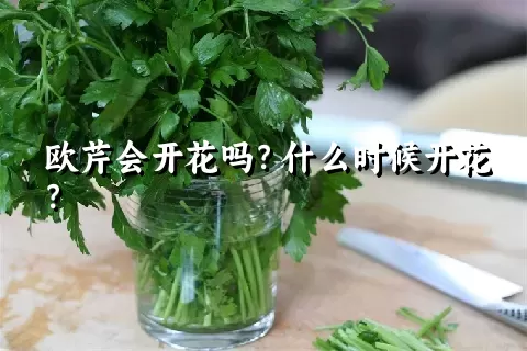 欧芹会开花吗？什么时候开花？