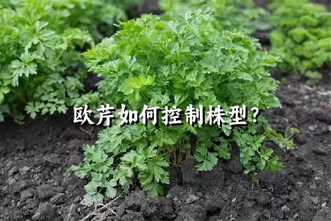 欧芹如何控制株型？