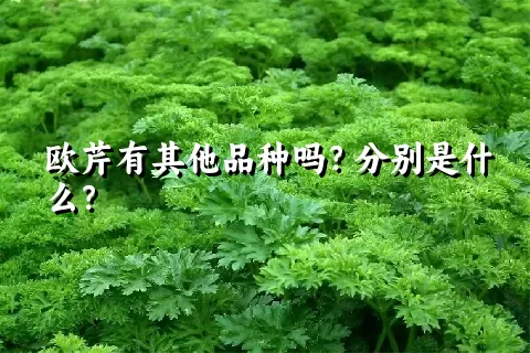 欧芹有其他品种吗？分别是什么？