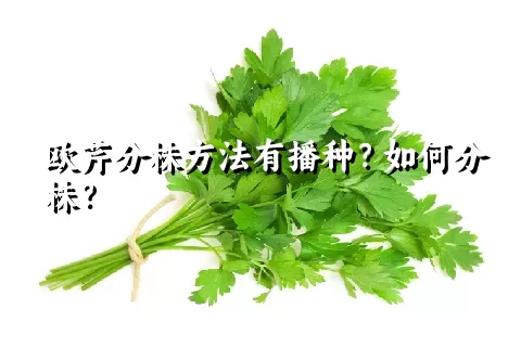 欧芹分株方法有播种？如何分株？