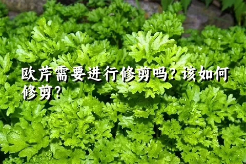 欧芹需要进行修剪吗？该如何修剪？