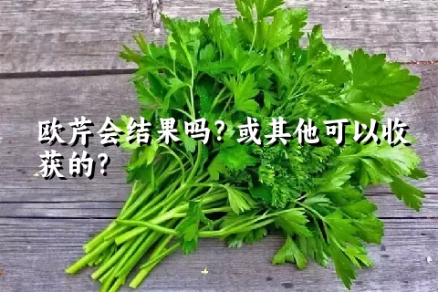 欧芹会结果吗？或其他可以收获的？