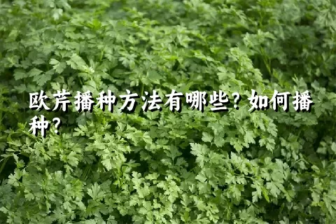 欧芹播种方法有哪些？如何播种？